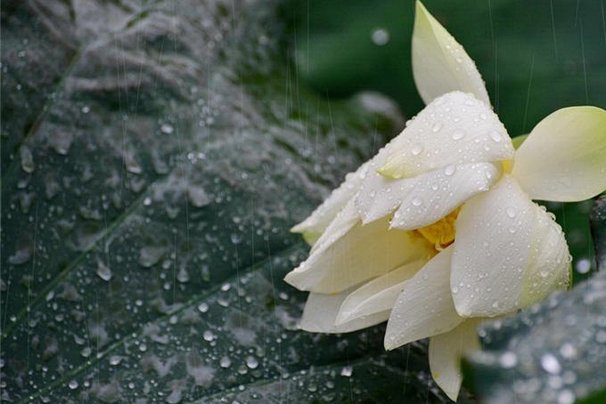 夏雨荷这种符号，为什么出现在足球场会让人觉得不合适？